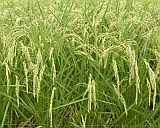 Rice in mid August_160.jpg(24293 byte)
